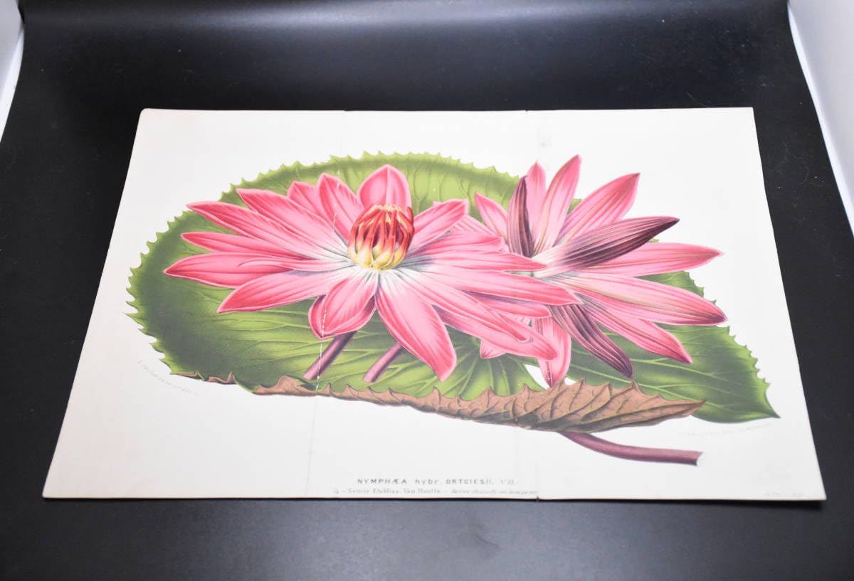 専用　　　ボタニカルアート　額絵　絵　植物画　植物標本　ウォールアート 精密画 花 額 flower ボタニカル アート 西洋 2枚セット 植物画